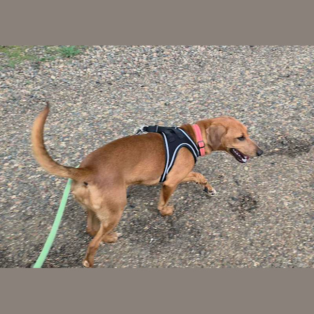 Photo of Daisy