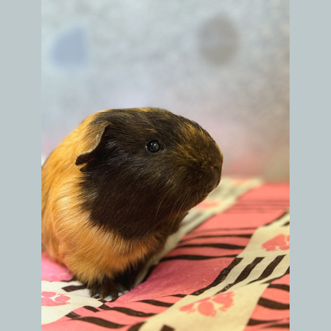 Photo of Gerald 