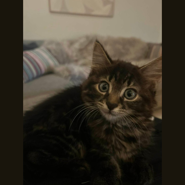 Photo of Tommy
