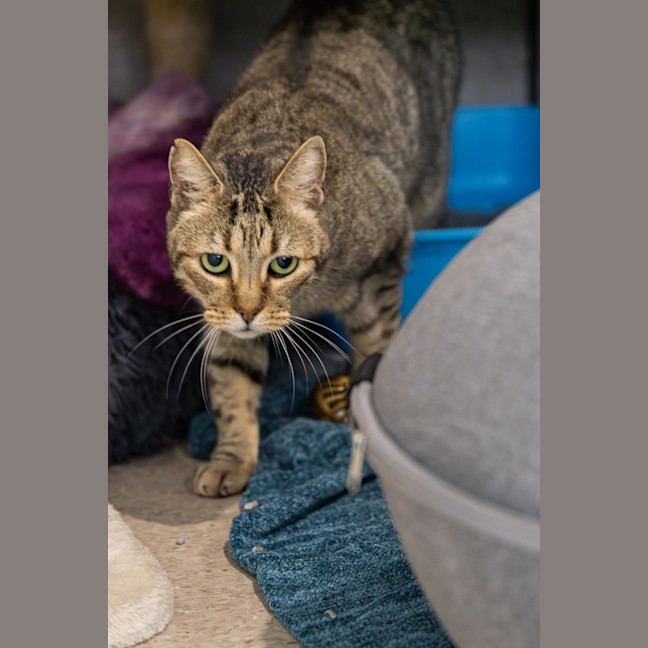 Photo of Tutankhamun