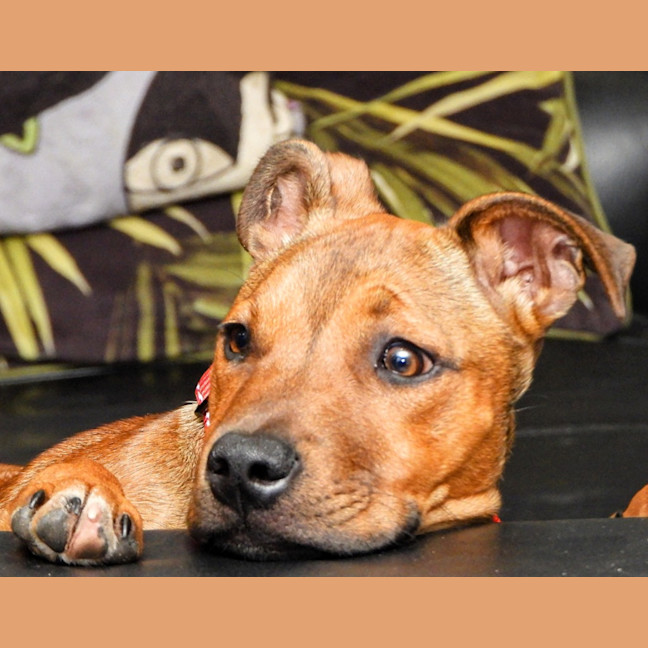 Photo of Lilly (Was Lolly)