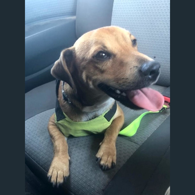 Photo of Ginger Meggs