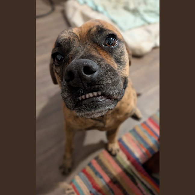 Photo of Rosette (Daisy)