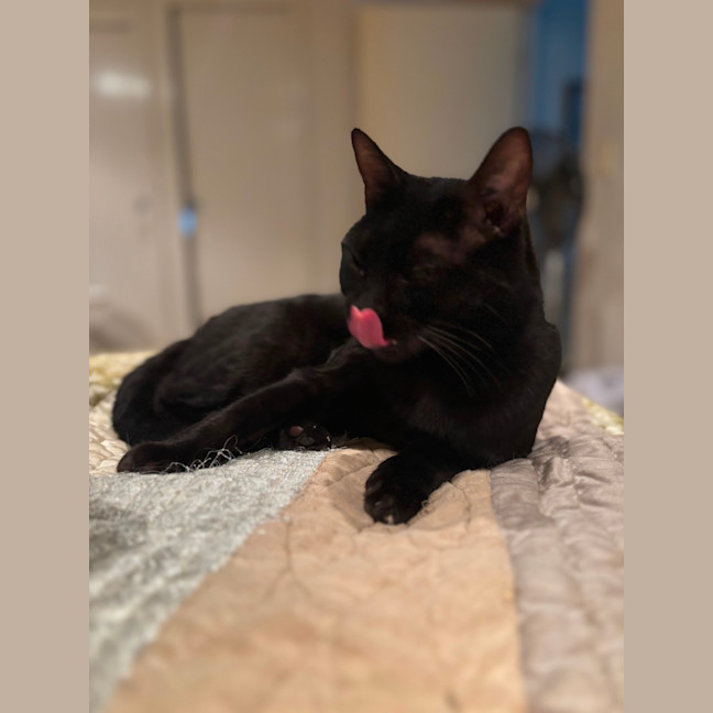 Photo of Mystique (Missy)