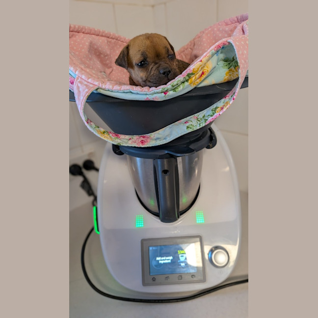 Photo of Dot