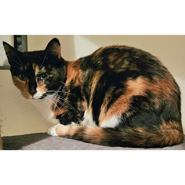 Photo of 11183   Jasmine