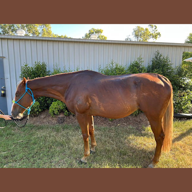 Photo of Big Red