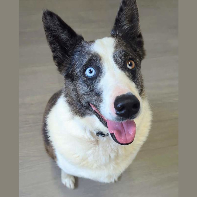 Photo of Chase