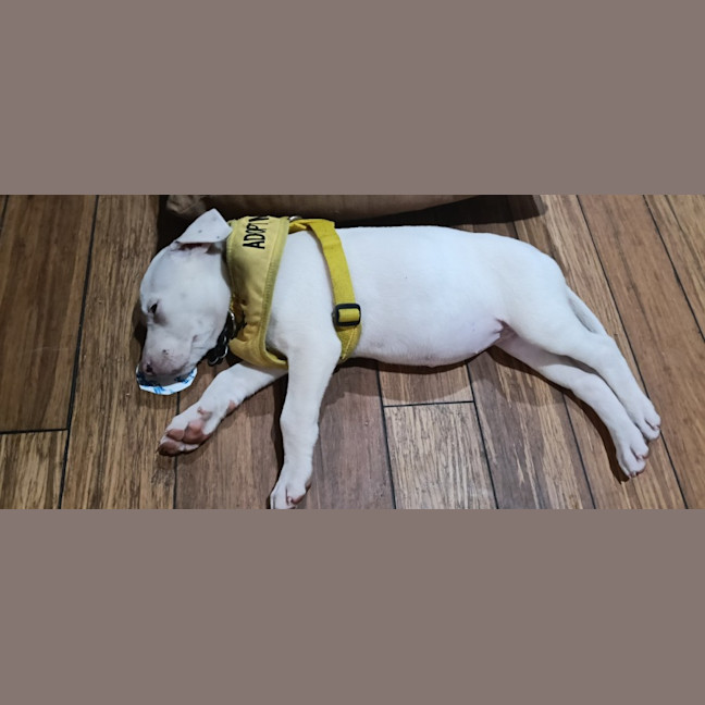 Photo of Marshmallow