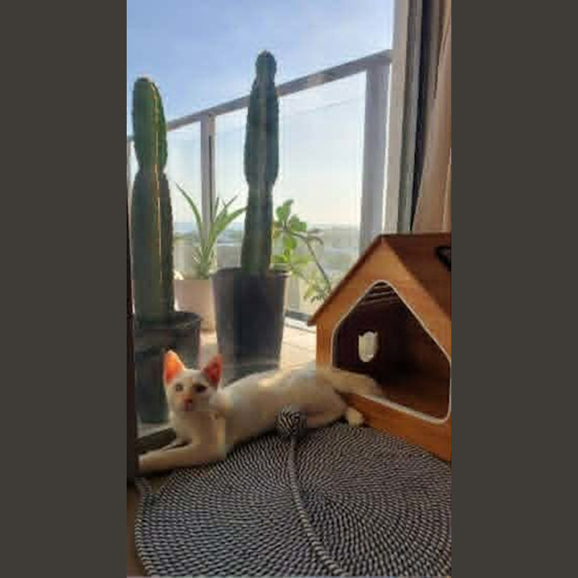 Photo of Lumi