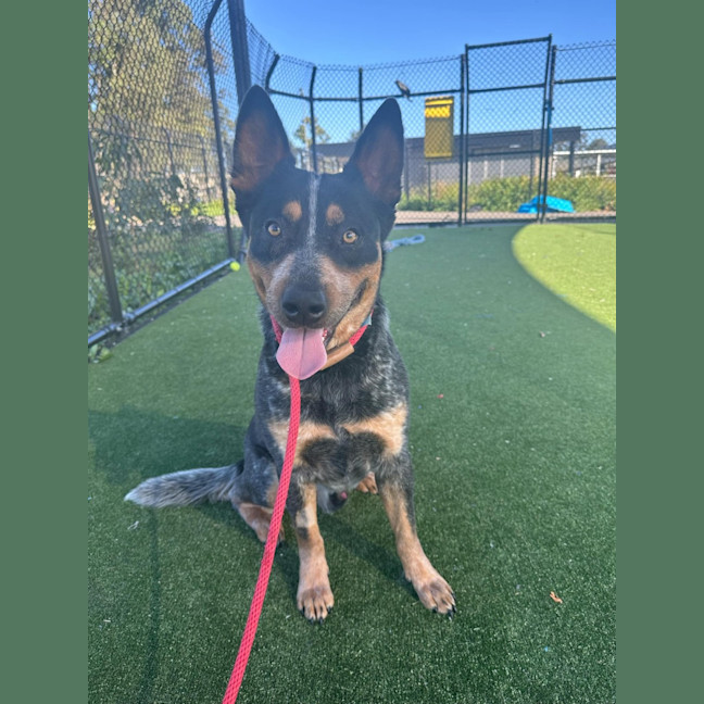 Photo of Hudson Imp 1329