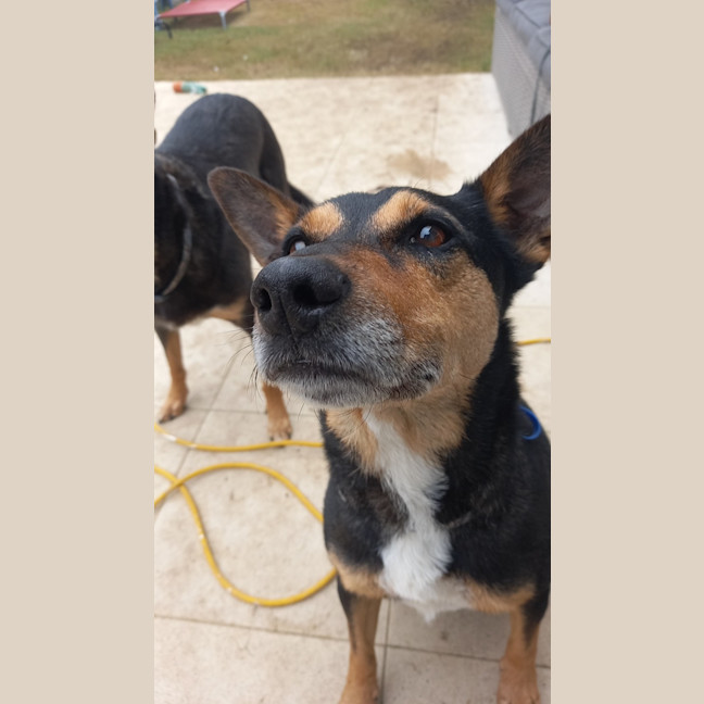 Photo of Rocky & Max   8 & 6 Year Old Kelpies