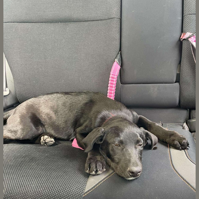Photo of Gracie
