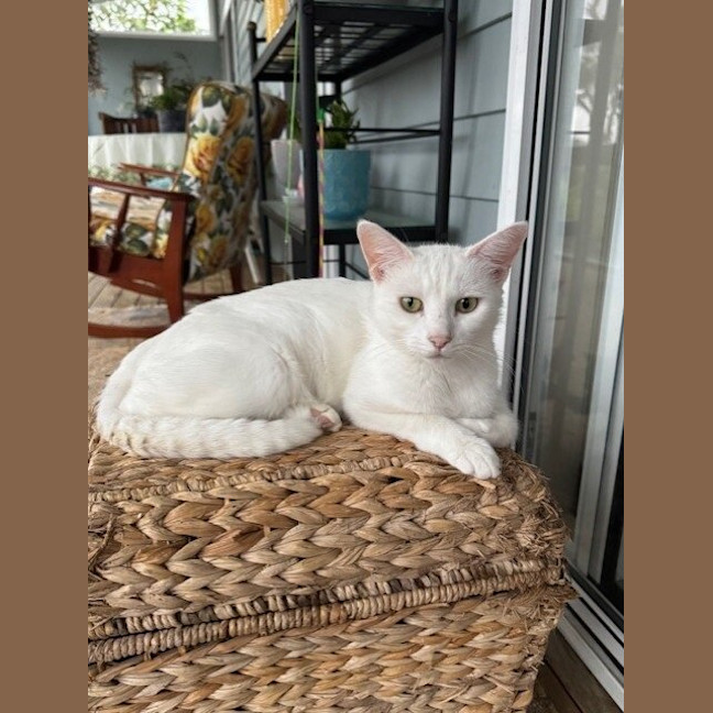 Photo of Yoki
