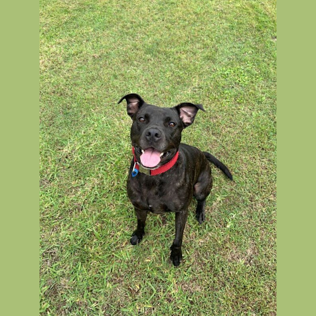 Photo of Koda