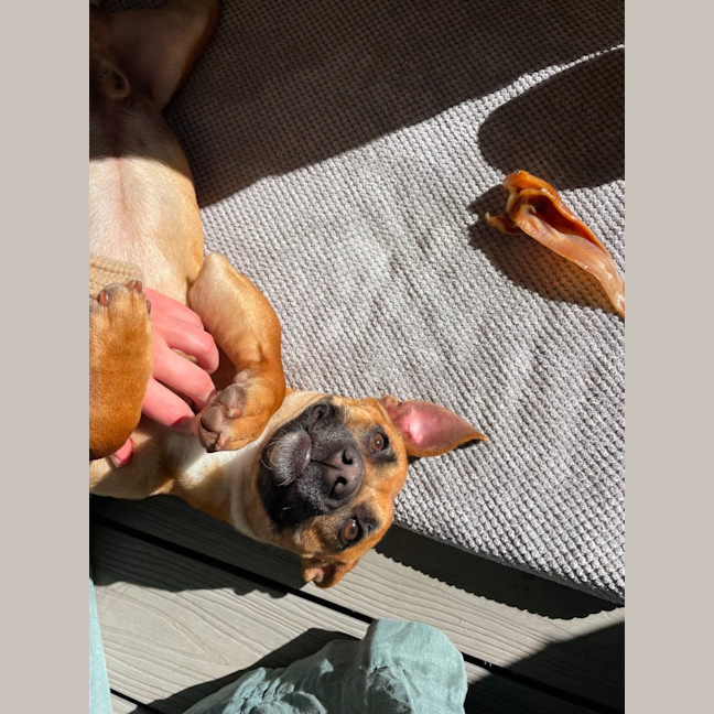 Photo of Arlo