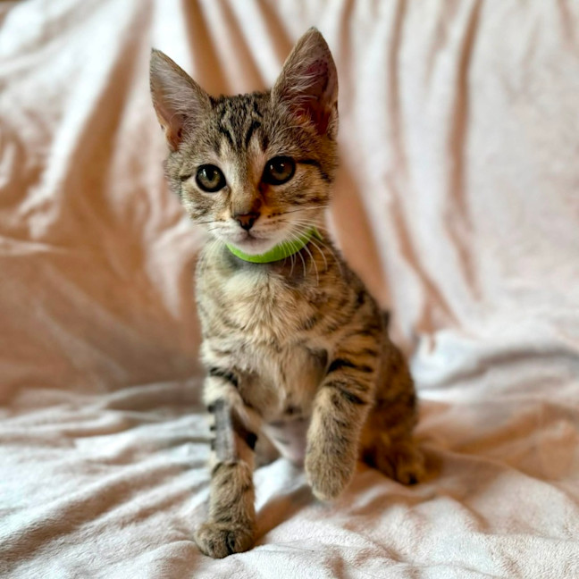 Photo of Muffin   In Foster Care In Fitzroy North