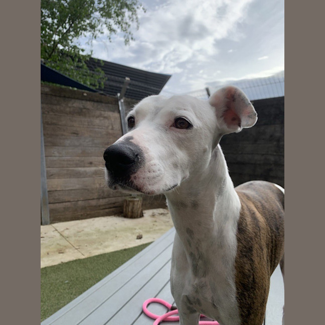 Photo of Poppy