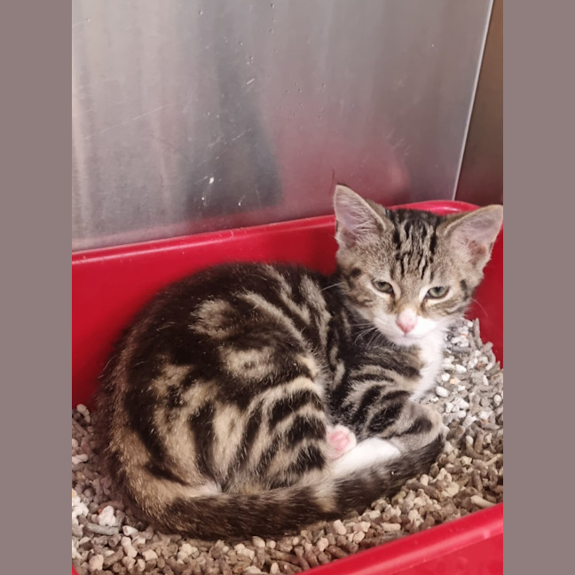 Photo of Pip