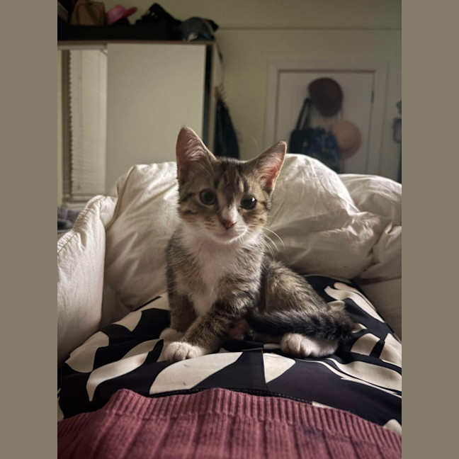 Photo of Hunter 