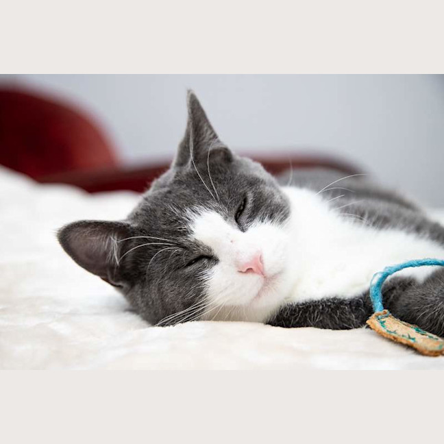 Photo of Pinot