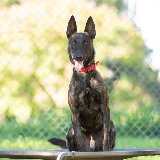 Photo of Koda