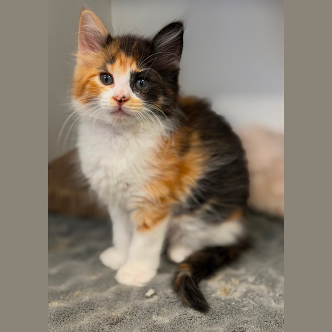 Photo of Ginge