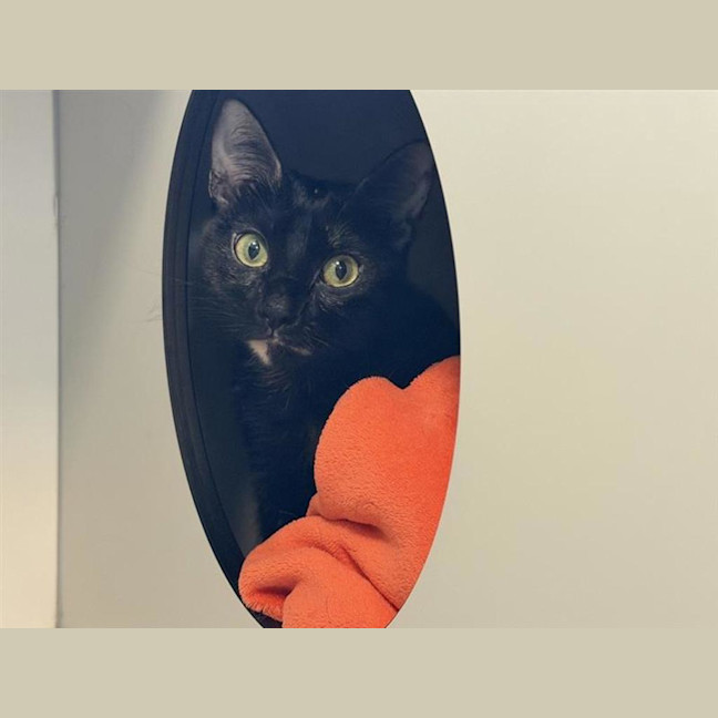 Photo of Raven