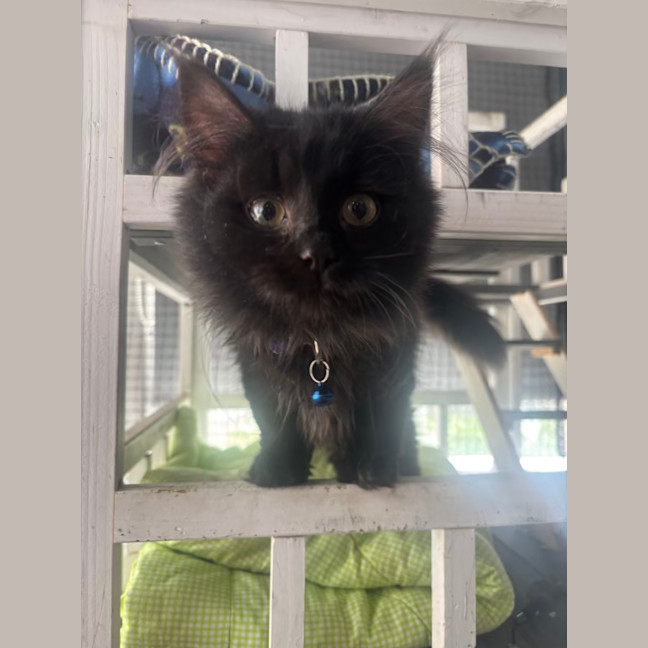 Photo of Nitro
