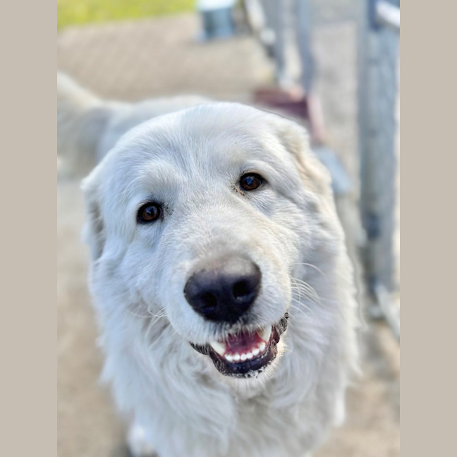 Photo of Wilbur