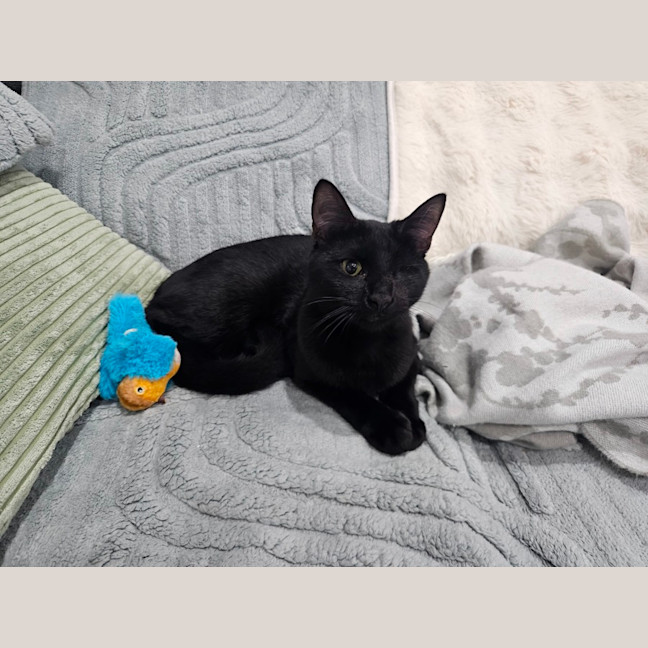 Photo of Patches