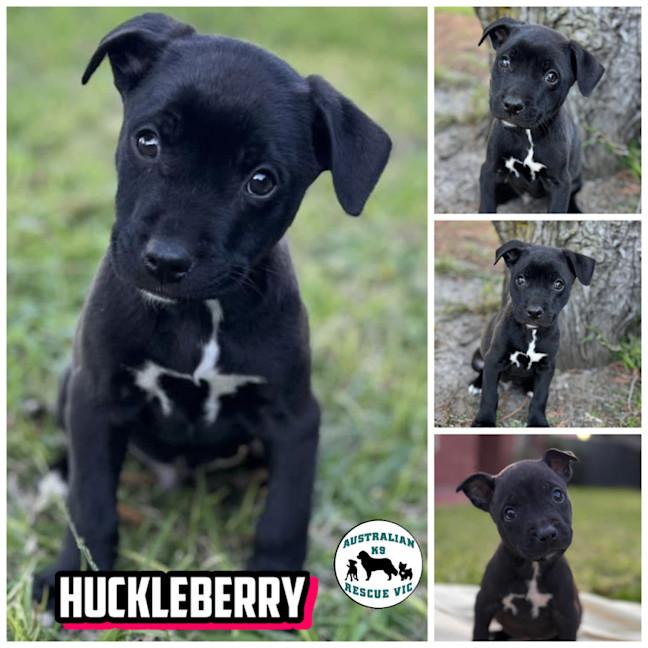 Photo of Huckleberry 