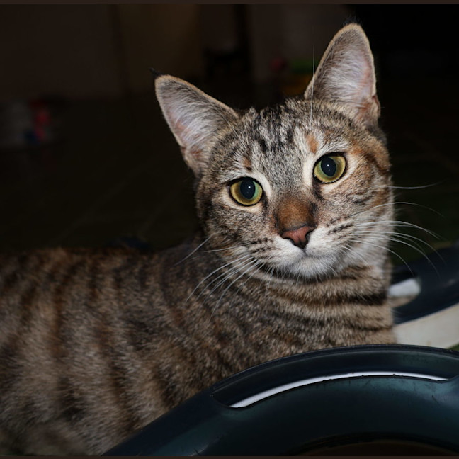 Photo of June Bug   Available At Pet Quarters Belmont