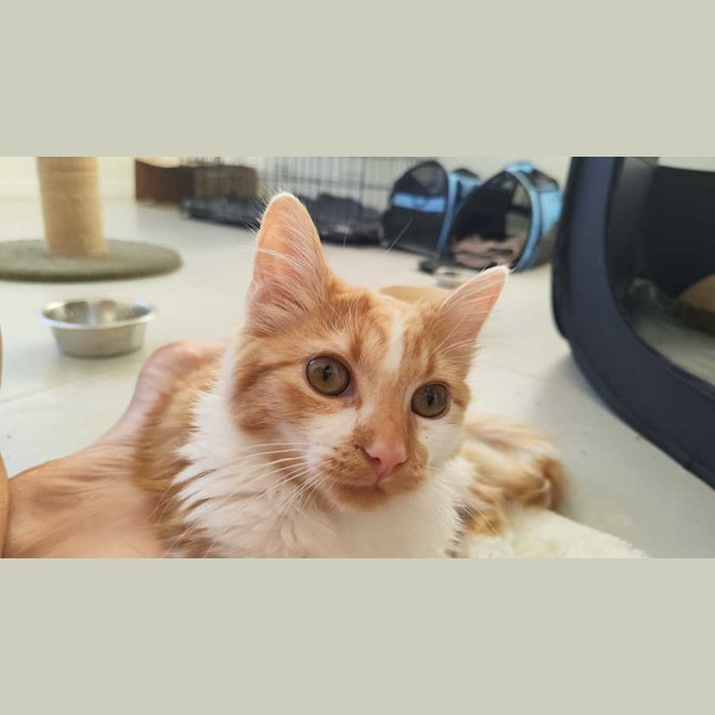 Photo of Dash