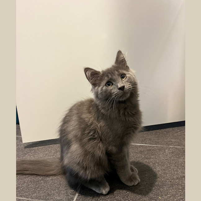 Photo of Wolfie