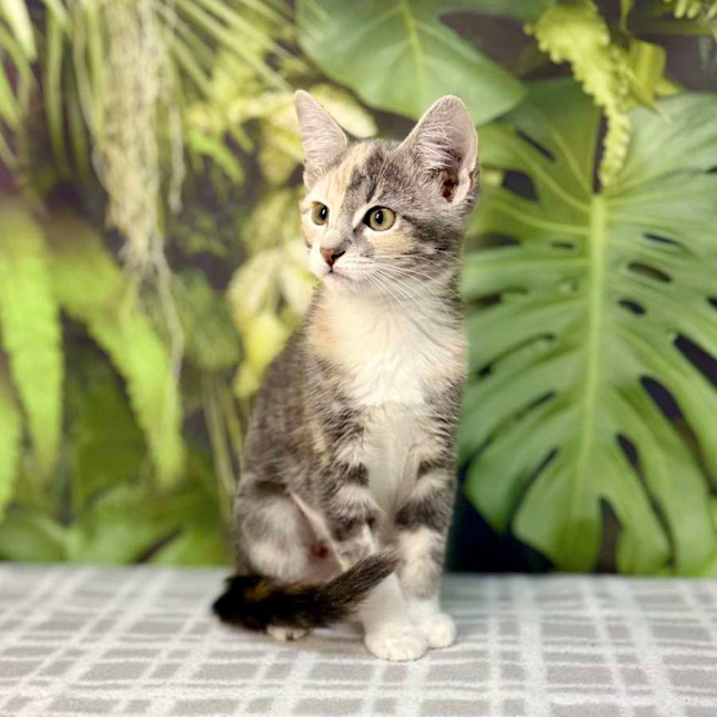 Photo of Uliana   Meet Me At Vets On Parker Templestowe