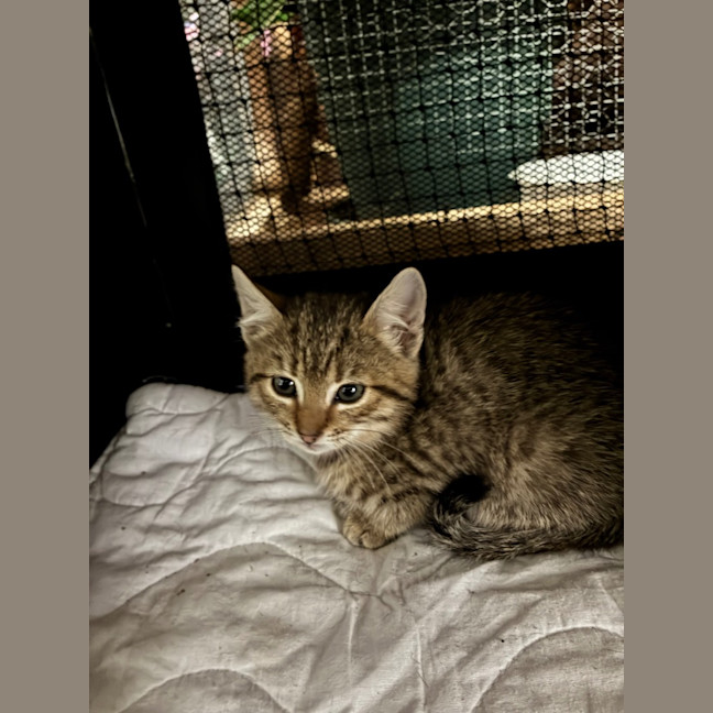 Photo of Fawn