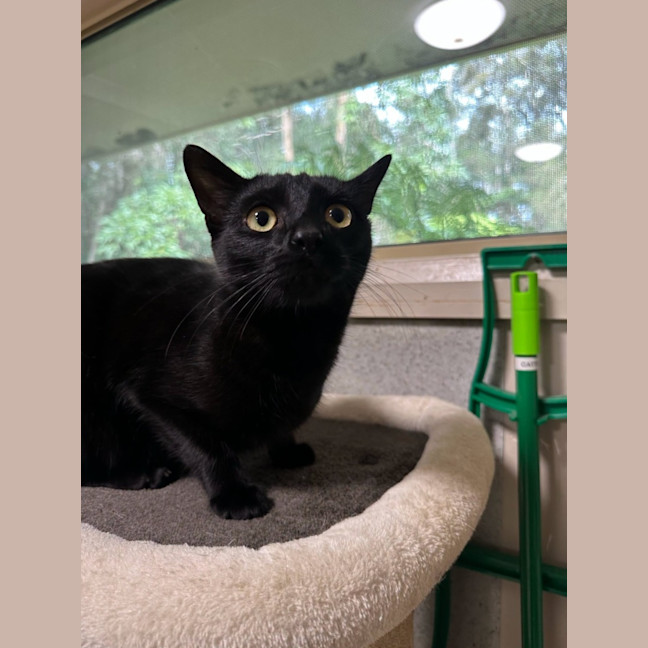 Photo of Shadow