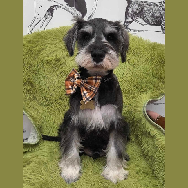 Photo of Tizzee
