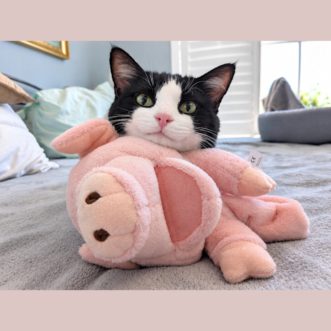 Photo of Benji
