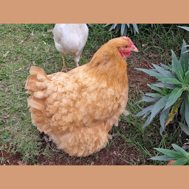Photo of Stevie Chicks, Lady Clucka And Sheryl Crow