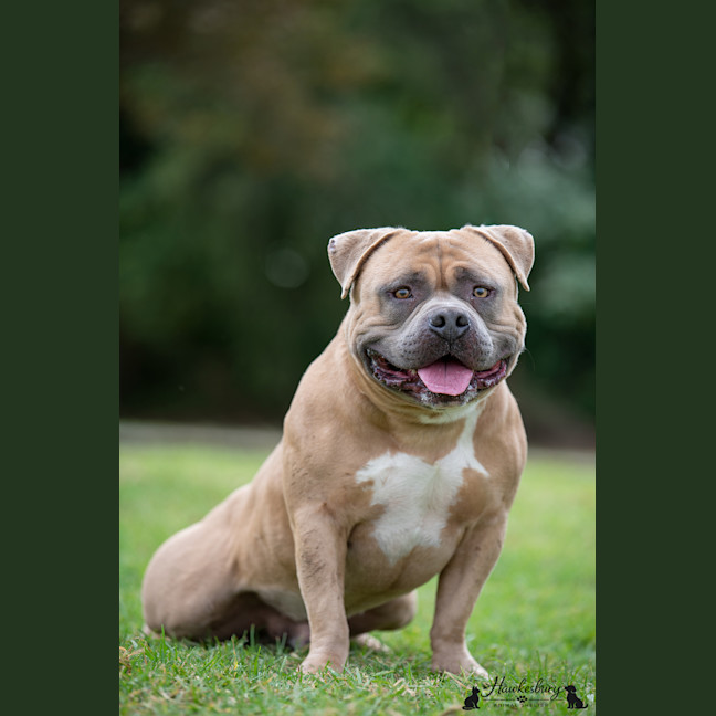 Photo of Bowser