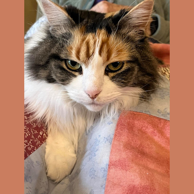 Photo of Prissy
