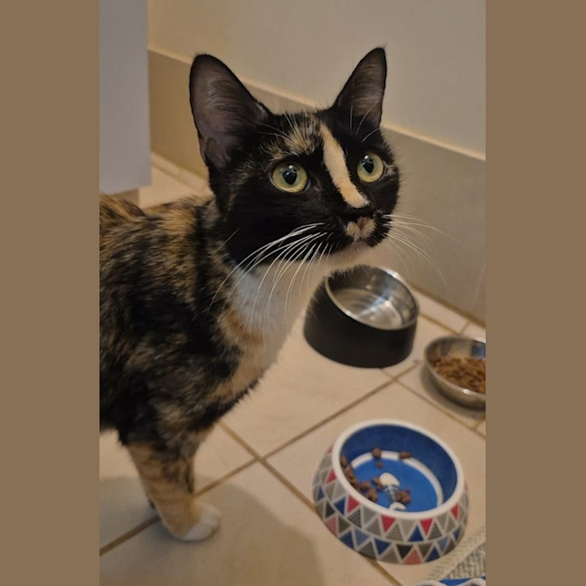 Photo of Ziva