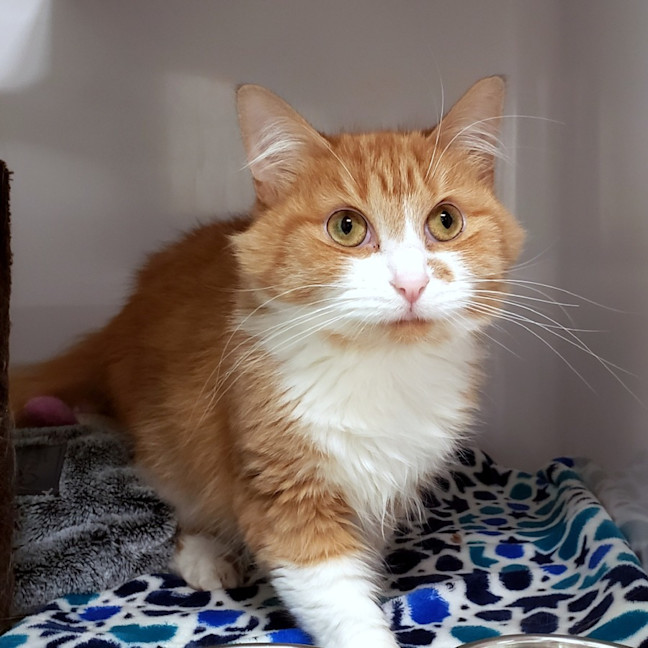 Photo of Fluffy Sua013303