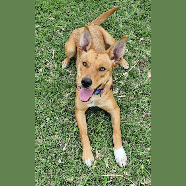 Photo of Stella