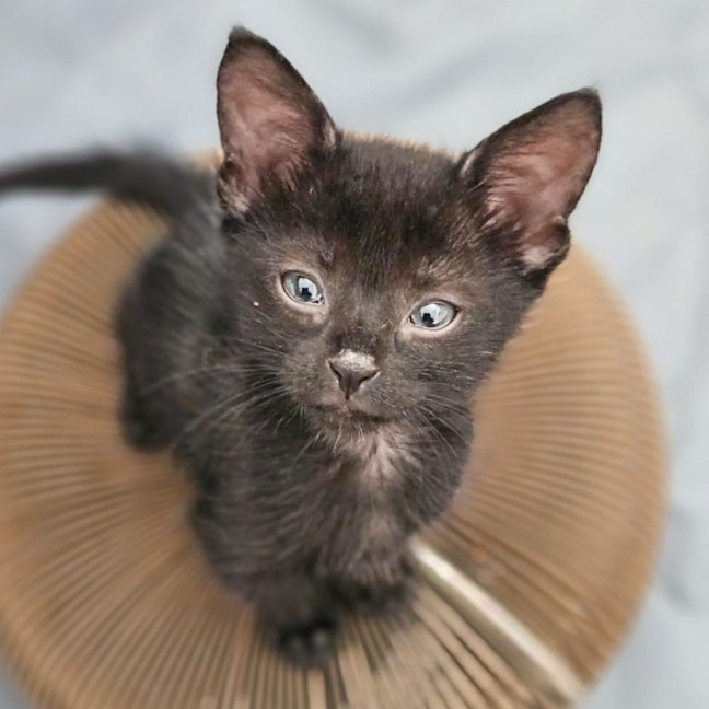 Photo of Void The Valiant