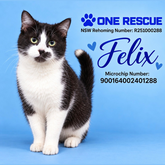 Photo of Felix