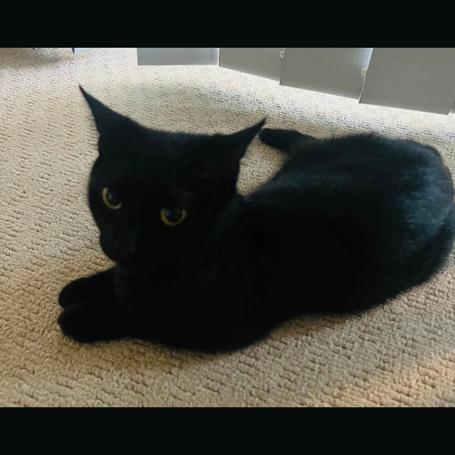 Photo of Midnight