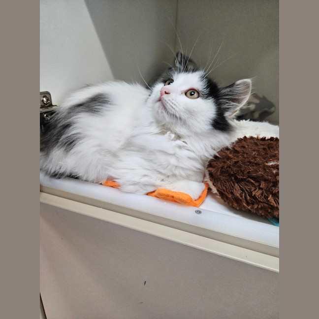 Photo of Spike